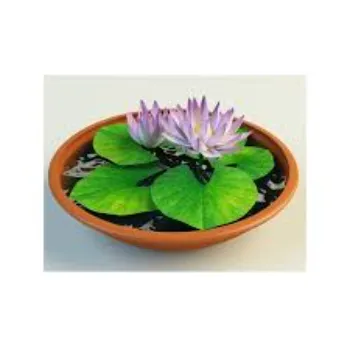 7-lotus plant-2511902-98141.webp